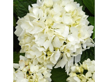 135���. ��������� �������������� ������ ������.jpg