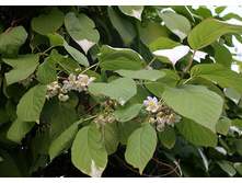 Actinidia arguta Vitikiwi ��������� ������ �������� 2 ltr € 6,81 510,58�..jpg
