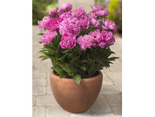 162,6���. ���� ���(�������� ���� �� 1 ��., ����������� ����� 1��.)���16.jpg