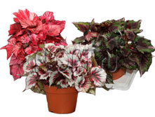 ������� ���� ���� 12�27. 199,5 ���.jpg