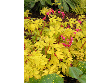 219,5���. �������� ���� ����(�������� ���� �� 1 ��., ����������� ����� 1��.).jpg