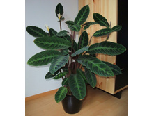 ������� ���������