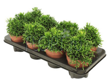 ������� ���������������� 12�18. 239,4 ���.jpg