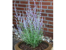 Perovskia atriplicifolia Lacey Blue ��������� ����� ��� € 1,57 114,61���..jpg