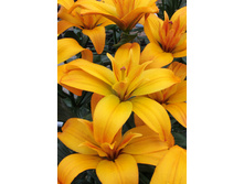 44,18���. ����� ���� ����(��� 5 ��. ���������� �� 2��.).jpg