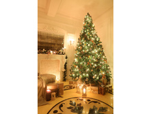 ��� �����