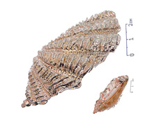 06 2149 (160 ���) ������� �������.jpg