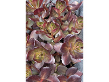 180���. ������ ������� ���(�������� ���� �� 1 ��., ����������� ����� 1��.).jpg