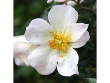 Rosa miniature Sonnenröschen.jpg