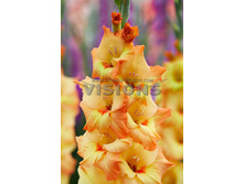 9,37���. ��������� ������(���������� ������ ������ ���������� �� 7 ��.).jpg