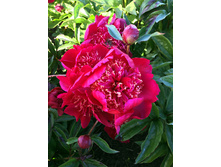 172,1���. ���� ������ �����(�������� ���� �� 1 ��., ����������� ����� 1��.)���17.jpg