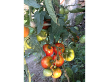 IMG 20160820 174815.jpg