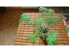 Robert's Lemon Rose(��������)