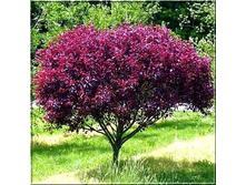 198���. ����� ���������� ����� �������.jpg