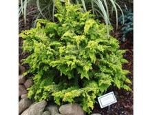118,4���. ����������� Chamaecyparis obtusa Fernspray Gold_P10,5 rond.jpg