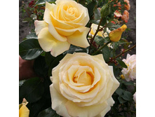 Rosa tea hybrid Avec Amour.jpg