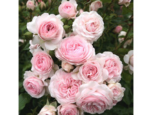 Rosa groundcover Larissa.jpg
