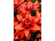 49,24���. ����� ������(��� 5 ��. ���������� �� 2��.)���16.jpg