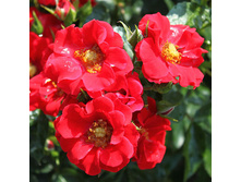 Rosa groundcover Alpenglühen.jpg