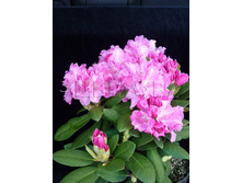 Rhododendron yakushimanum Lumina ����������� ������������ ������ -26�C 5 ltr 25-30 € 16,37 1 228,05�..jpg