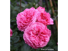 ���� ������ ���������.jpg