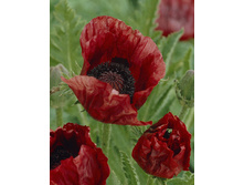 143,7���. ��� ������� ���������(�������� ���� �� 1 ��., ����������� ����� 1��.).jpg