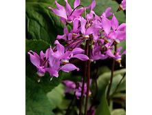 Dodecatheon jeffreyi ���������� ������� € 0,62 45,26���..jpg