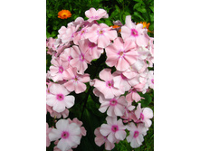 60,8���. ����� ���� �������(�������� ���� �� 2 ��., ����������� ����� 1��.)���17.jpg