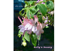 ������ Holly's Beaty