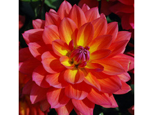 Dahlia Decor Firepot �������� ������������ �������� € 0,90 65,70���..jpg