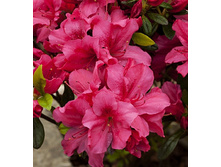 136���. ������ �������� ������ ���.jpg