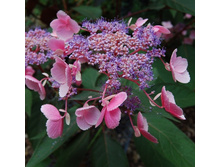 555���. ��������� �������� ��� ��������.jpg