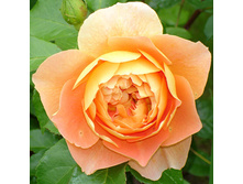 Rosa tea hybrid Whisky.jpg