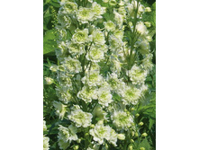 Delphinium HL Morning Sunrise ���������� ������ ������� € 2,80 204,40���..jpg