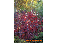 136���. ���� ����� ������������.jpg