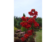 ������ �������-310