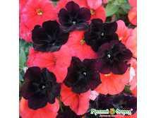 �.������� F1 ������������ ����� (15��.��.) - 25,1 ���..jpeg