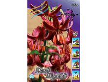 125,25���. ����� ���� �����(�������� ���� �� 2 ��., ����������� ����� 1��.).jpg