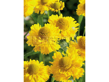 Helenium Double Trouble �������� ���� ����� € 0,96 70,08���..jpg