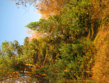 IMG 7732 f.jpg