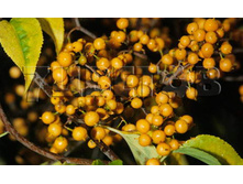 Celastrus orbiculatus Diana ���������� ������������� ����� 2 ltr € 4,92 368,83�..jpg