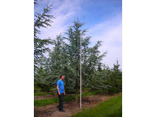 377,1���. ���� Cedrus libani Glauca (������ 1,5�)
