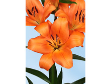 19,74���. ����� �����(��� 7 ��. ���������� �� 2��.)���17.jpg