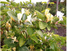 Lonicera japonica Aureoreticulata ��������� �������� ��������������� 2 ltr € 4,95 371,08�..jpg