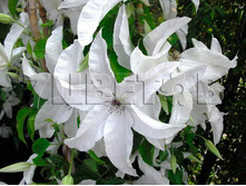 Clematis hybriden Beautiful Bride �������� ��������� �������� ����� 2 (������) 2 ltr € 6,04 453,21�..jpg