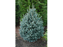 350,7���. Abies lasiocarpa Compacta (������ 1,5�).jpg