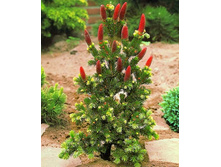 424,6���. ��� Picea pungens Lucky Strike (������ 1,5�)