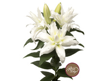 57,68���. ����� ROSELILY �����(�������� ���� �� 5 ��., ����������� ����� 1��.)���17.jpg