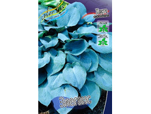 51,3���. ����� �������(�������� ���� �� 2 ��., ����������� ����� 1��.).jpg