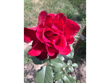 IMG 20160710 113902.jpg